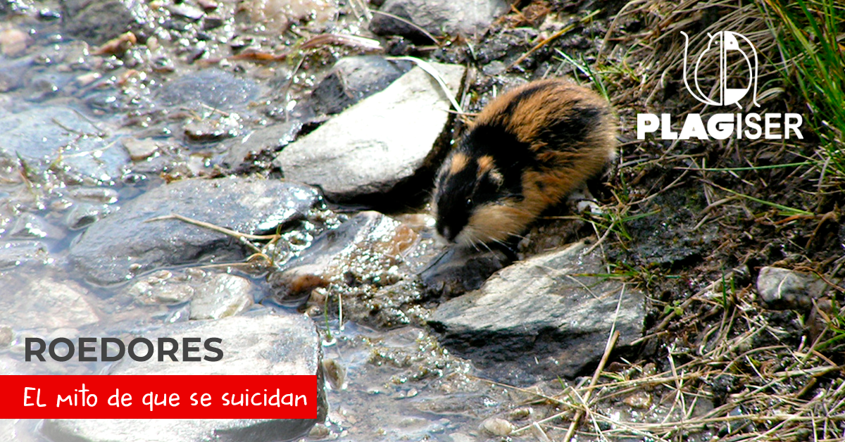 mito de los roedores que se suicidan