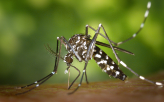mosquito zika