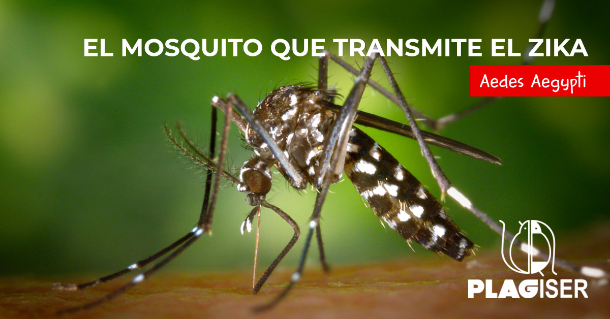 mosquito zika