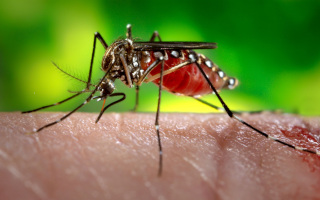 mosquitos dengue