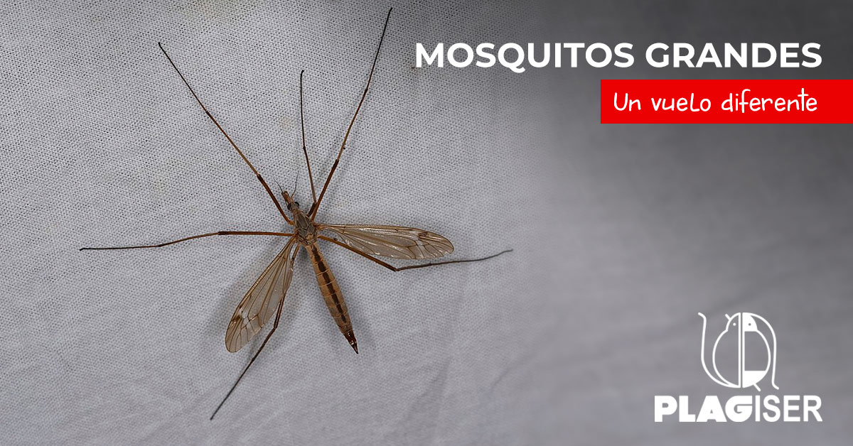 mosquitos grandes