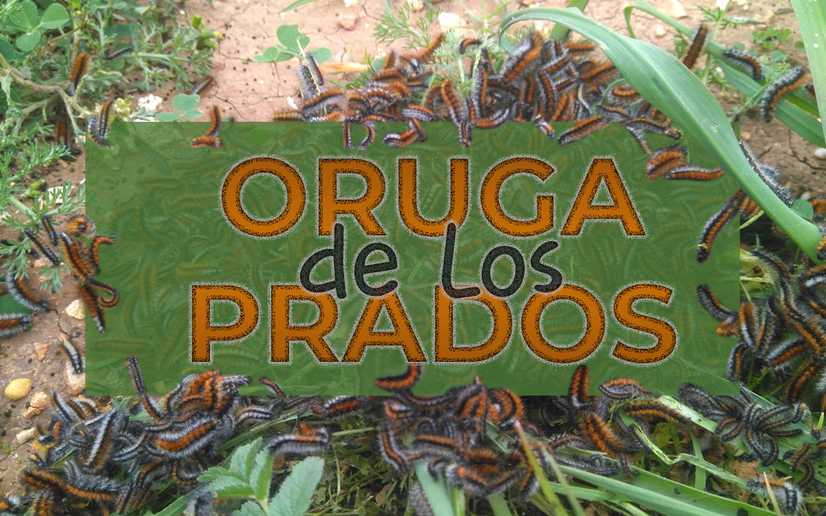 Oruga de los prados