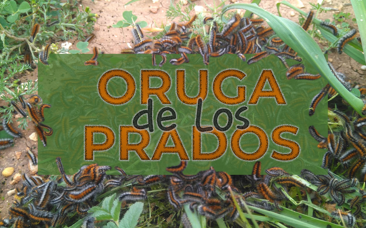 Oruga de los prados