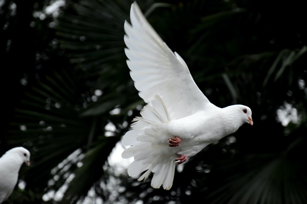 paloma blanca