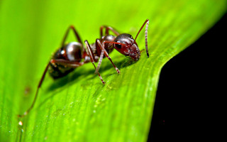 picadura de hormiga