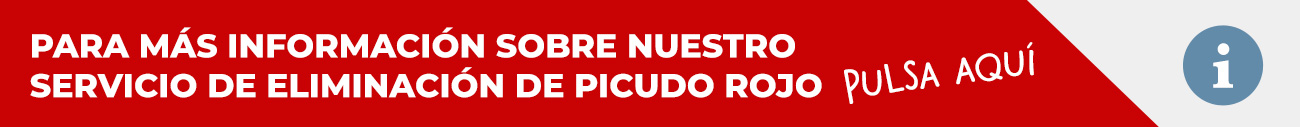 picudo rojo info