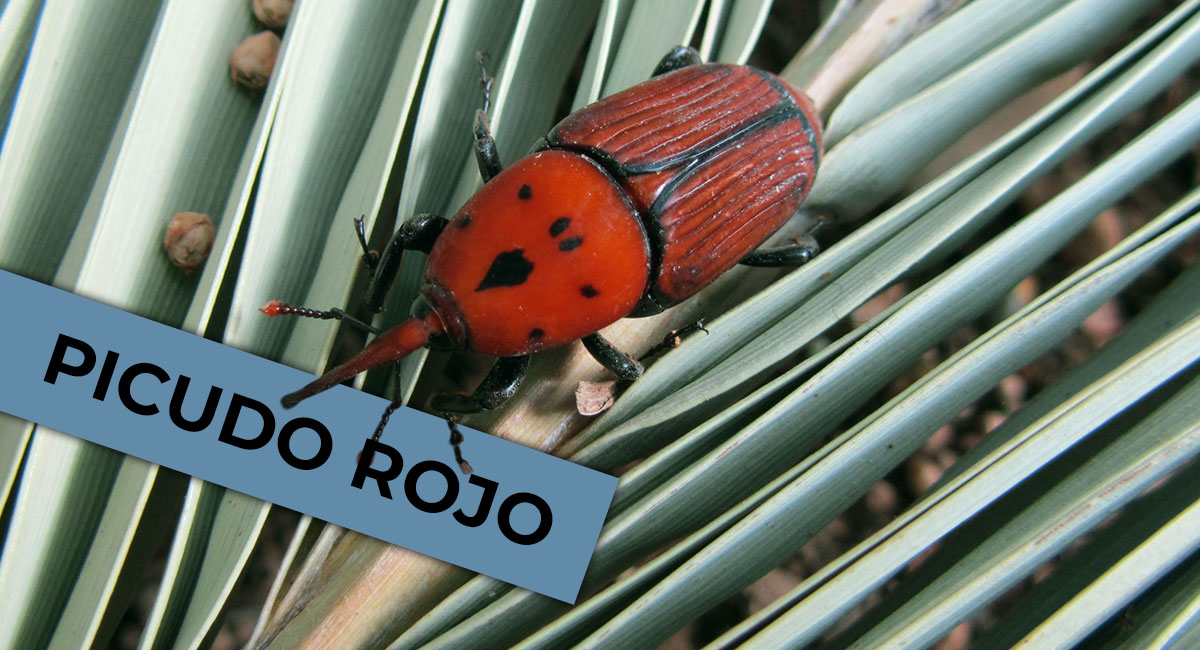 Picudo Rojo en malaga