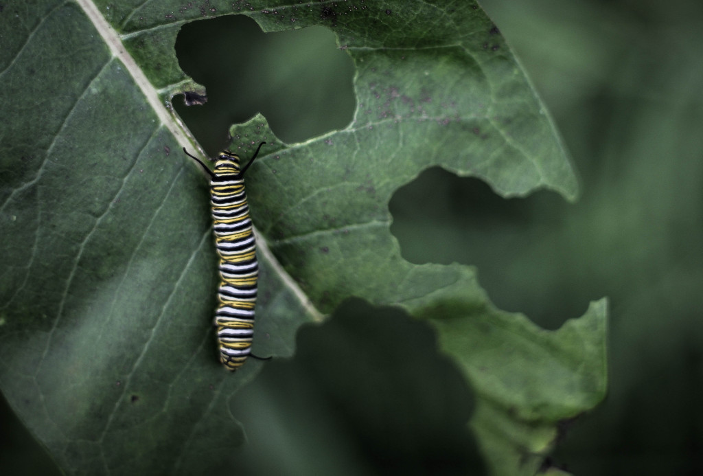 plaga de orugas en plantas