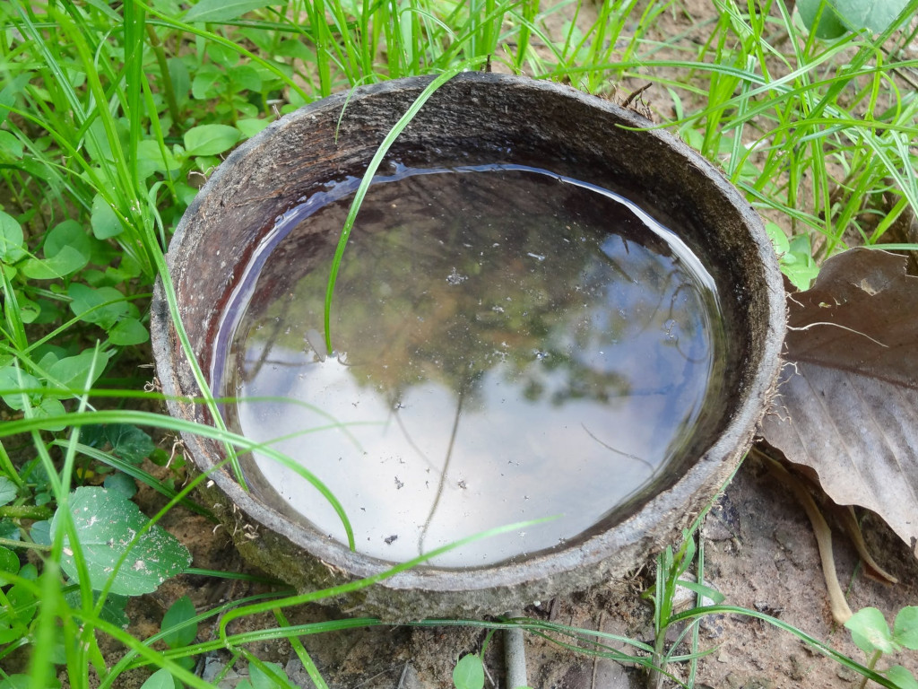 coco con agua