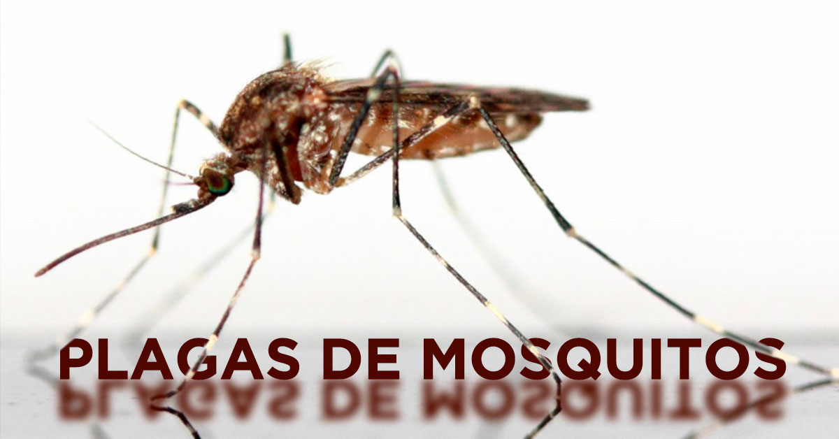 plaga mosquitos