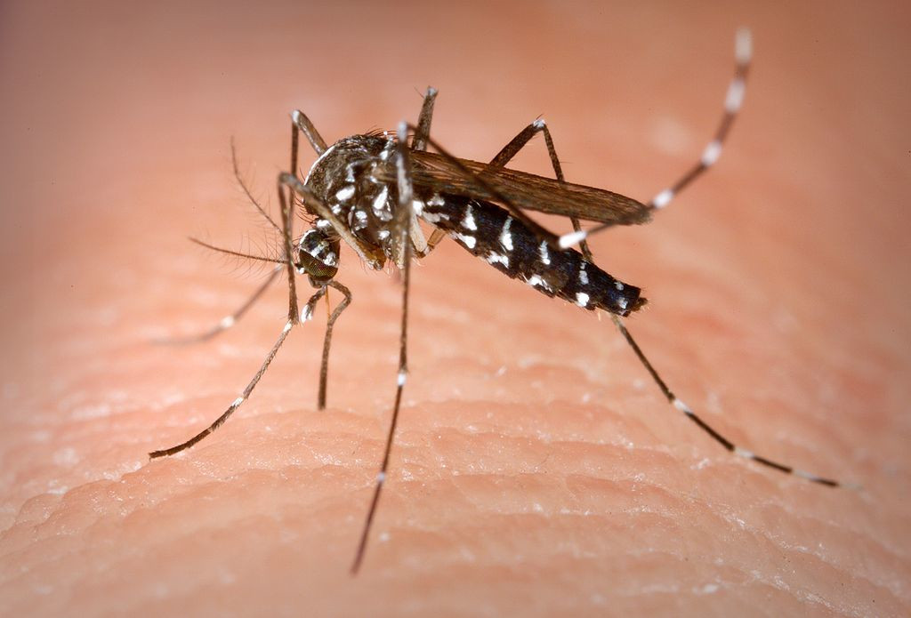 mosquito en la piel
