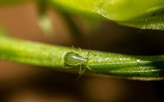 Pulga verde