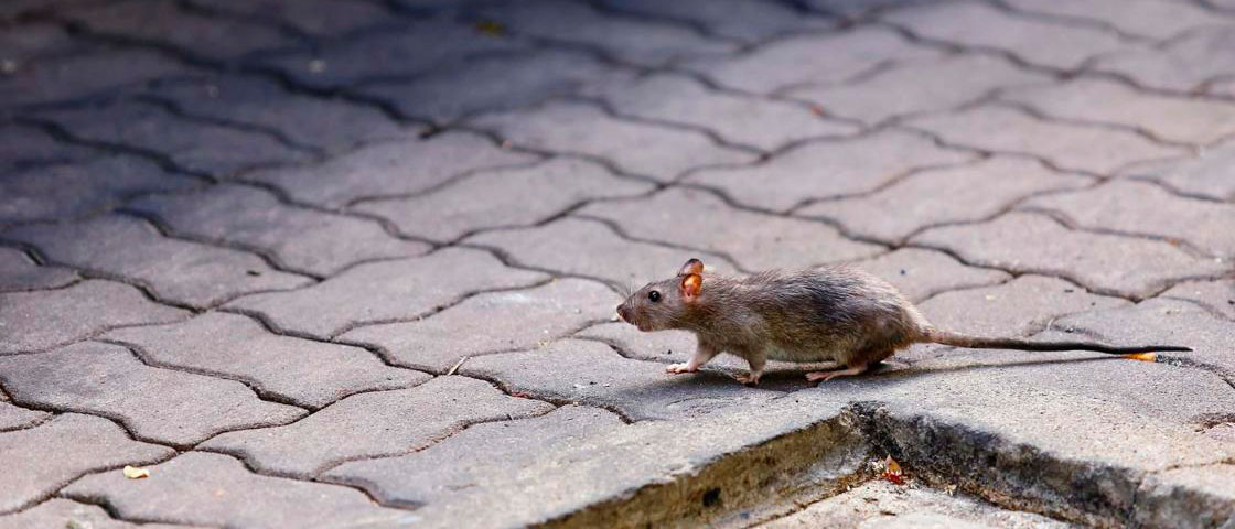 roedores-malaga