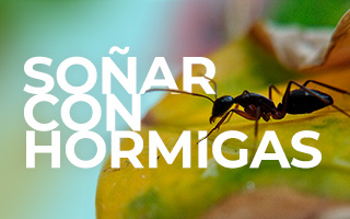 soñar con hormigas