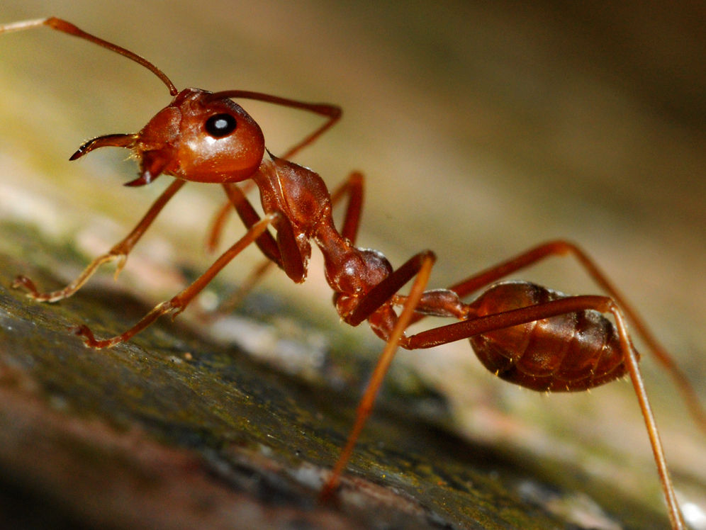 hormiga roja