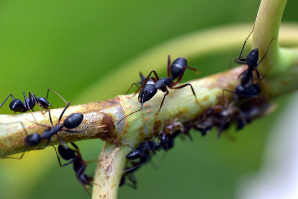 hormigas negras en una rama