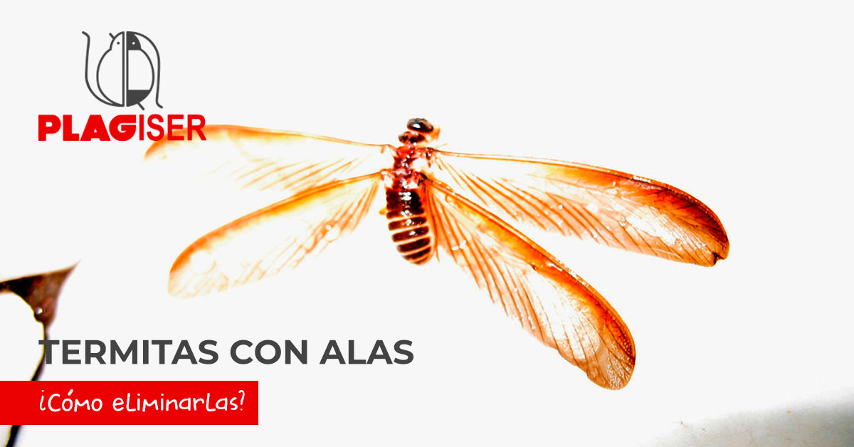 termita con alas como eliminarlas