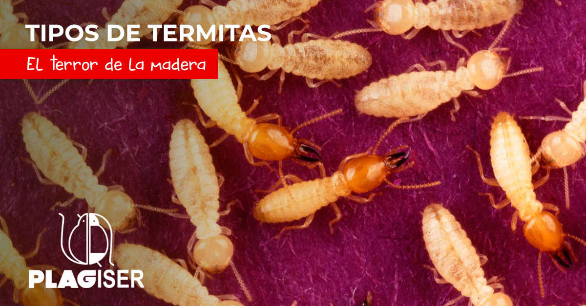 termita tipos