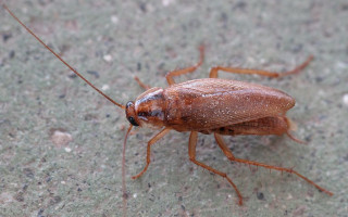 tipos de cucaracha