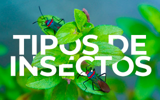 Tipos de insectos