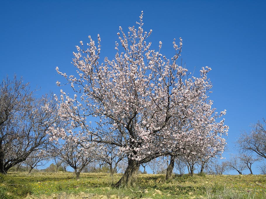 árbol almendro en flor