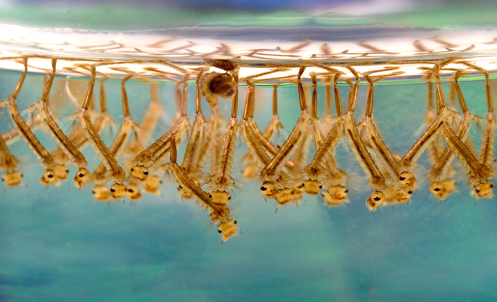 larvas de mosquito culex