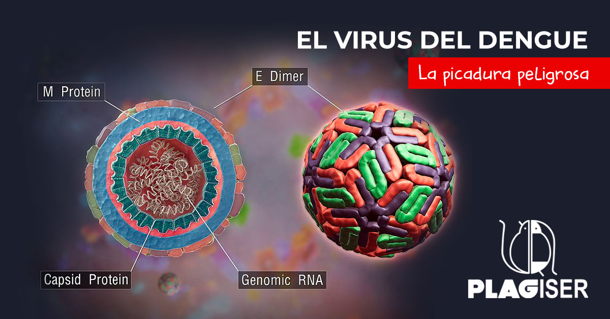 virus dengue