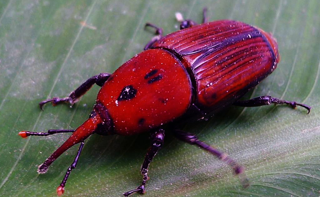 picudo rojo en palmera