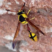 Avispa africana vista dorsal