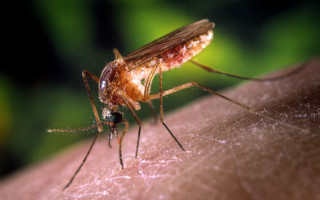 cómo ahuyentar mosquitos