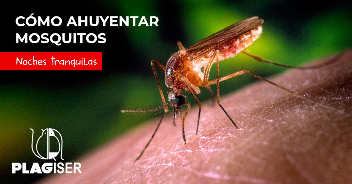 cómo ahuyentar mosquitos