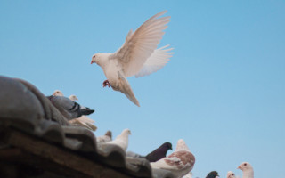 como ahuyentar palomas