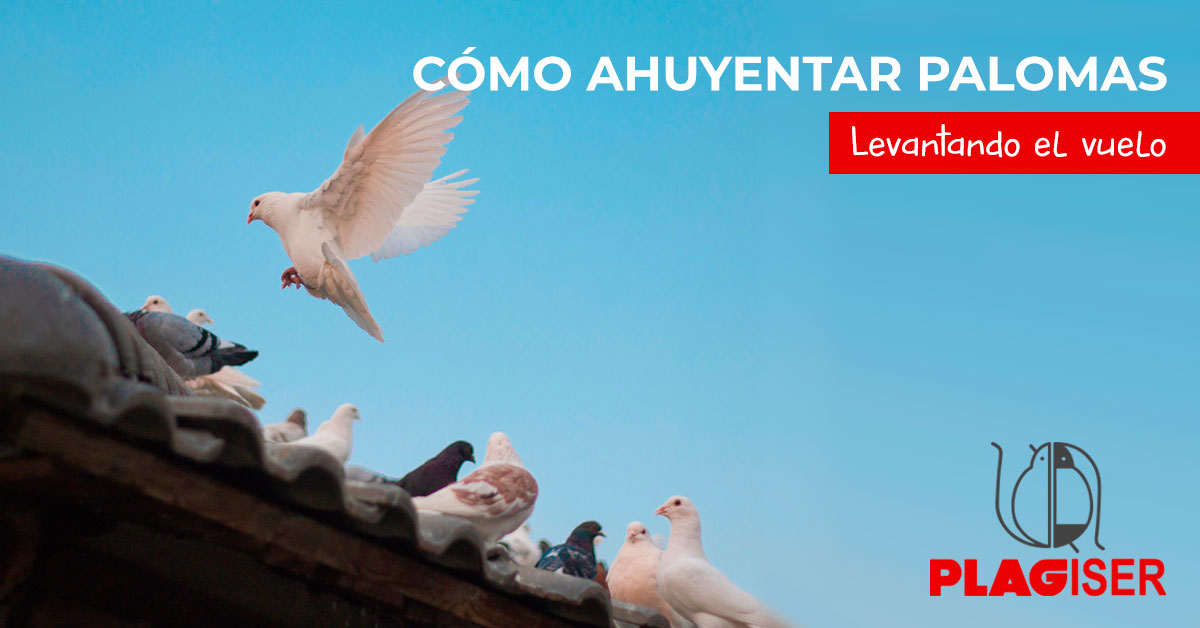 como ahuyentar palomas