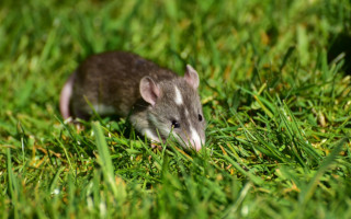 como eliminar ratas de mi jardín