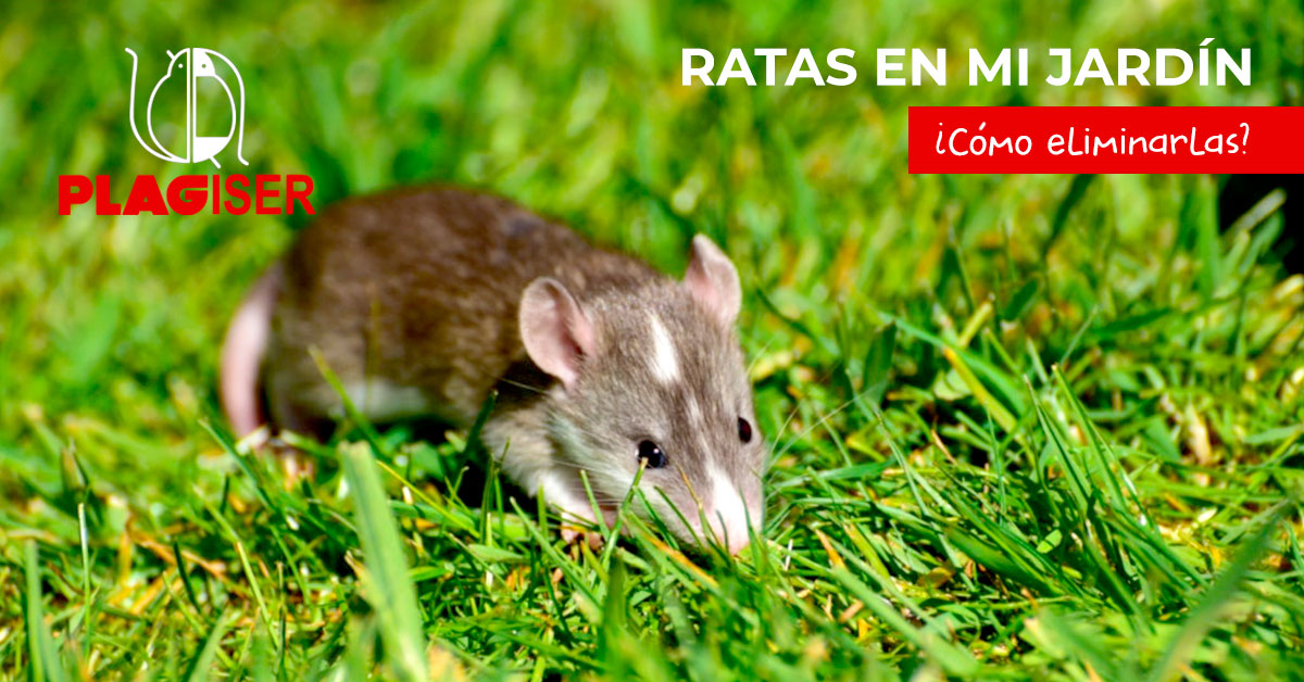 como eliminar ratas de mi jardín