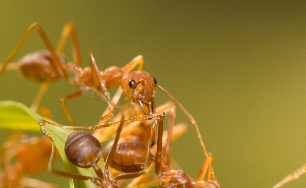 Eliminar hormigas con eficacia 