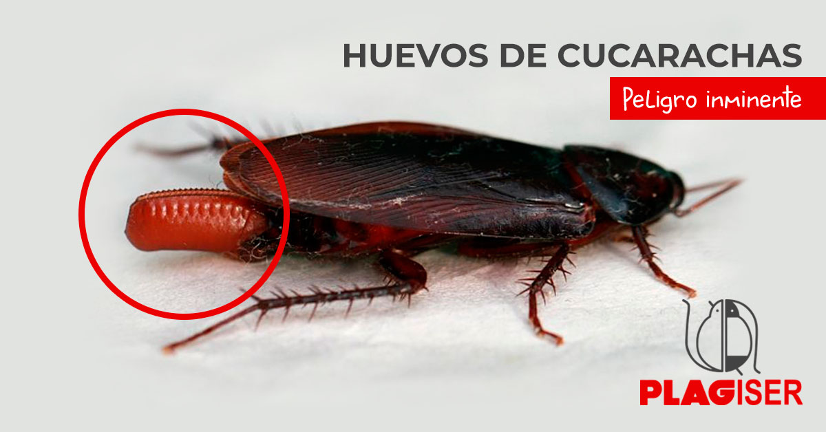 Cómo se reproducen las Cucarachas, cómo son sus crías y como evitar que se reproduzcan