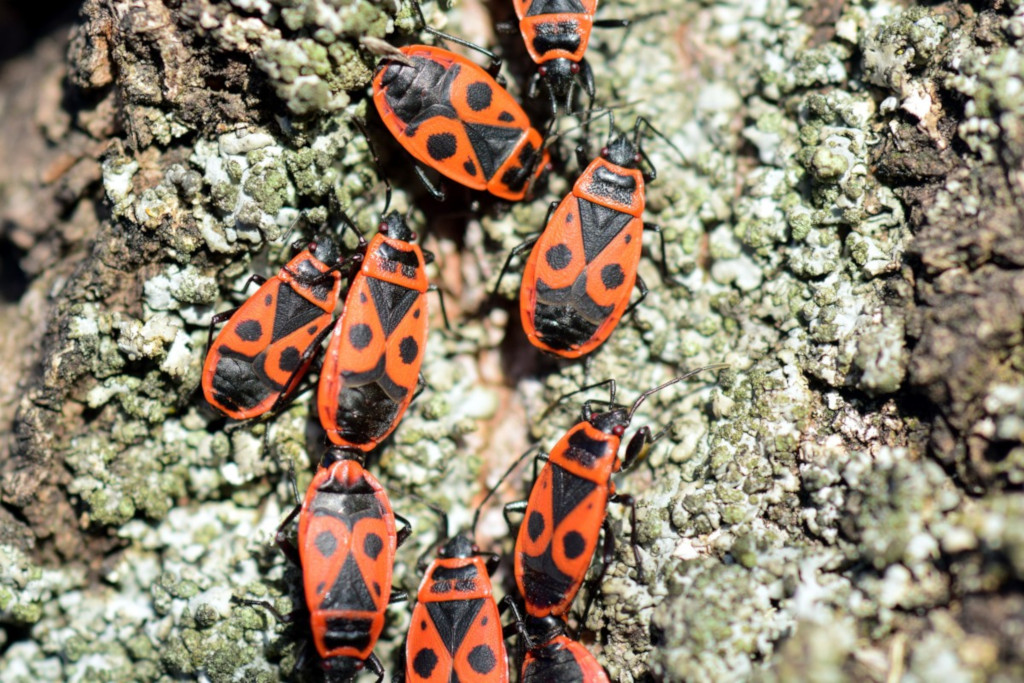 insectos zapateros