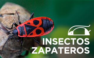 insectos zapateros