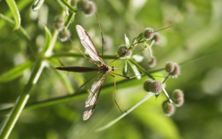 mosquito gigante