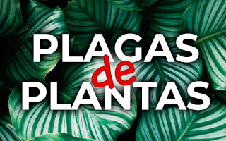 plaga de plantas