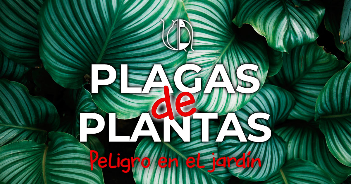 plaga de plantas