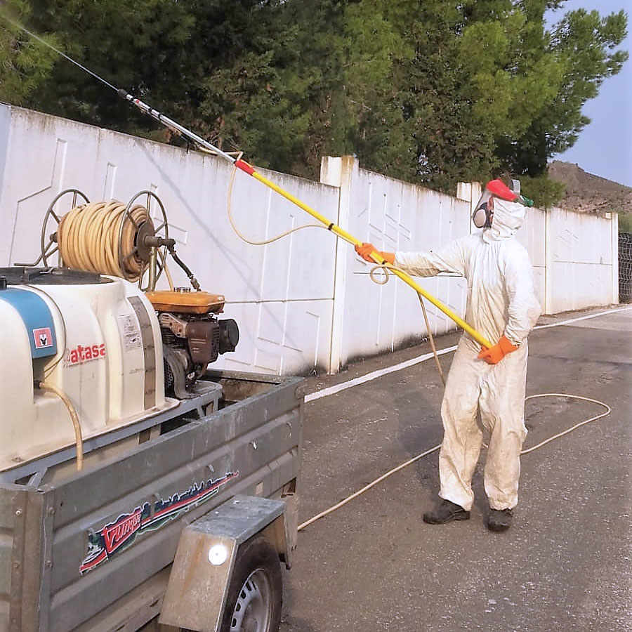 plagas de Procesionaria del pino