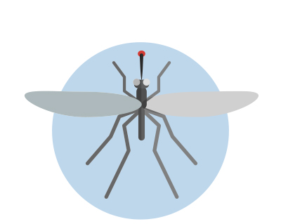 Mosquitos malaga