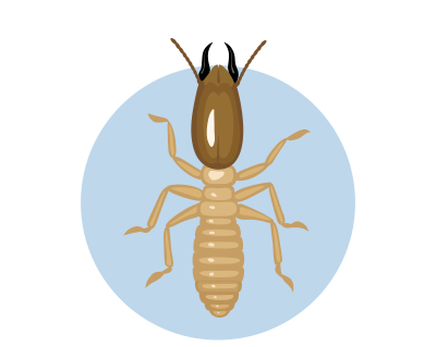 termitas malaga