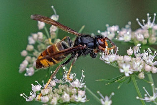 Avispa asiática