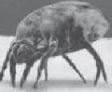 Glycyphagus domesticus