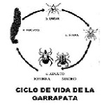 ciclo vida garrapata