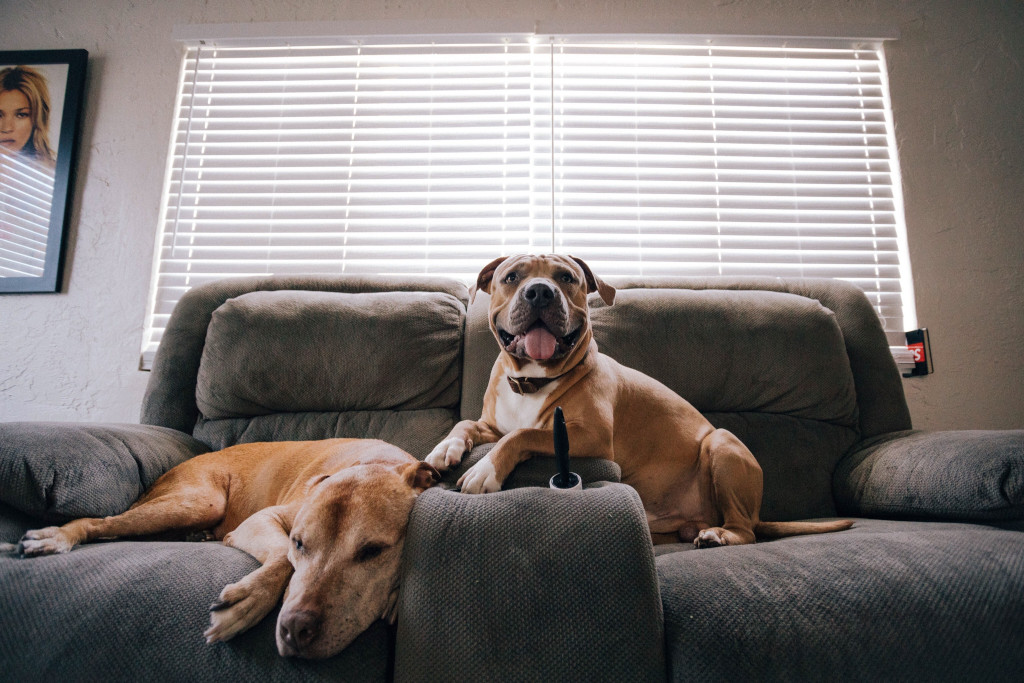 perros sobre un sofá