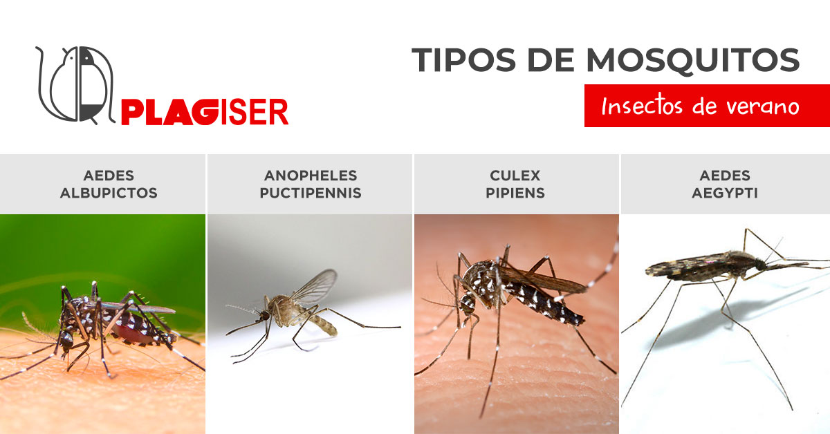 Tipos de mosquito